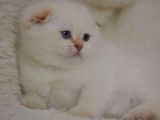 Göz Alıcı Silver Scottish Fold