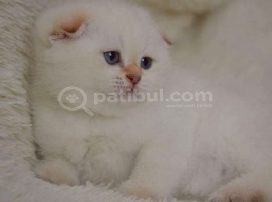 Göz Alıcı Silver Scottish Fold görsel
