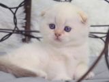 Göz Alıcı Silver Scottish Fold