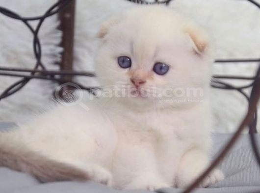 Göz Alıcı Silver Scottish Fold görsel