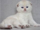 Göz Alıcı Silver Scottish Fold