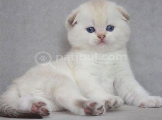 Göz Alıcı Silver Scottish Fold görsel