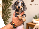 Dachshund Yavrularımız  Özel Renk Seçenekleri