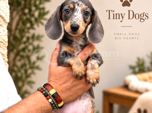 Dachshund Yavrularımız  Özel Renk Seçenekleri