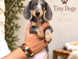 Dachshund Yavrularımız  Özel Renk Seçenekleri