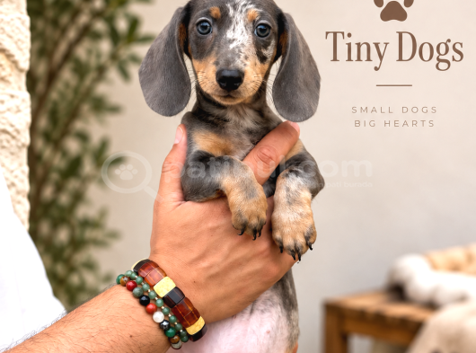 Dachshund Yavrularımız  Özel Renk Seçenekleri görsel