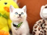 Veteri̇ner Kli̇ni̇ği̇nde Tesli̇m Bri̇ti̇sh Bebekler