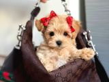 Malti̇poo Ci̇nsi̇ Yavrular Ev Üreti̇mi̇