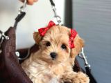 Malti̇poo Ci̇nsi̇ Yavrular Ev Üreti̇mi̇