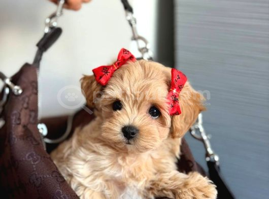 MALTİPOO CİNSİ YAVRULAR EV ÜRETİMİ