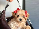 Malti̇poo Ci̇nsi̇ Yavrular Ev Üreti̇mi̇