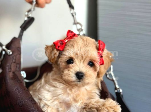 Malti̇poo Ci̇nsi̇ Yavrular Ev Üreti̇mi̇ görsel