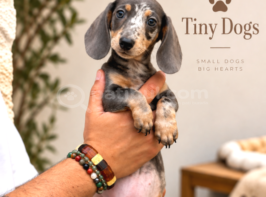 Dachshund Yavrularımız  Özel Renk Seçenekleri görsel