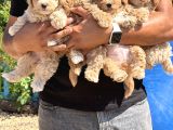 F2 Maltipoo Bebekler
