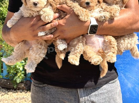 F2 Maltipoo Bebekler görsel