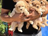En Sevimli Maltipoo Bebekler