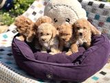 En Sevimli Maltipoo Bebekler