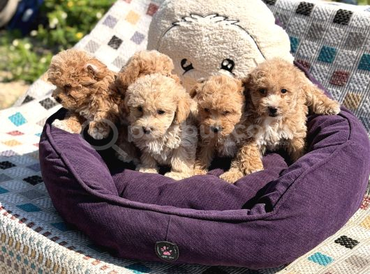 En Sevimli Maltipoo Bebekler görsel