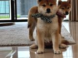 Minyatür Shiba Inu Yavrular