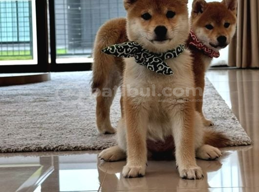 Minyatür Shiba Inu Yavrular görsel