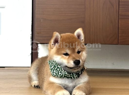 Minyatür shiba inu yavrular