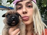 Dev Cane Corso Yavrular