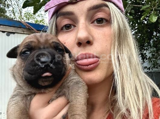 Dev Cane Corso Yavrular görsel