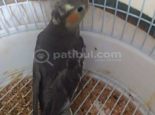 Bebek Sultan görsel