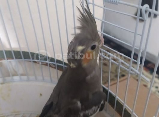 Bebek Sultan görsel