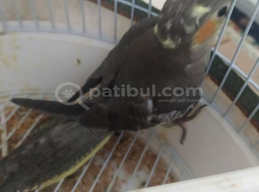Bebek Sultan görsel