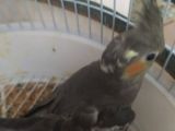 Bebek Sultan