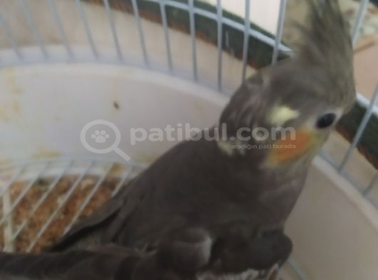 BEBEK SULTAN
