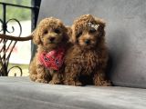 Toy Poodle Yavruları
