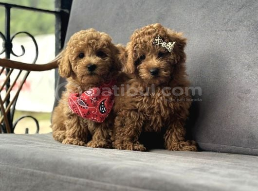 Toy Poodle Yavruları