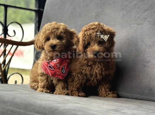 Toy Poodle Yavruları görsel