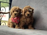 Toy Poodle Yavruları