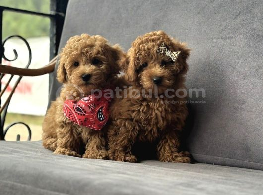 Toy Poodle Yavruları görsel