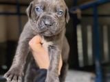 Dev Cane Corso Yavrular