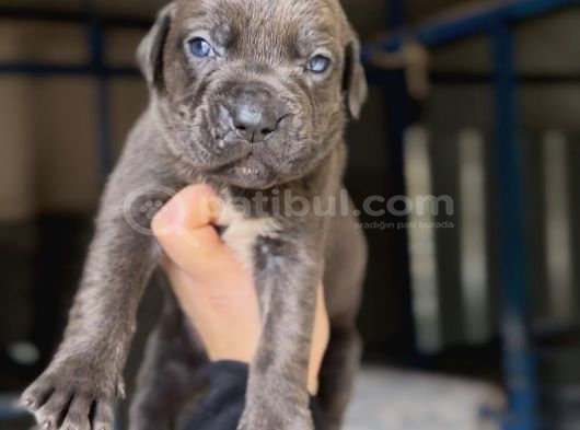 Dev Cane Corso Yavrular görsel