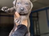 Dev Cane Corso Yavrular