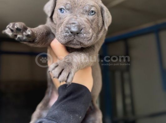 Dev Cane Corso Yavrular görsel