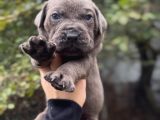 Dev Cane Corso Yavrular