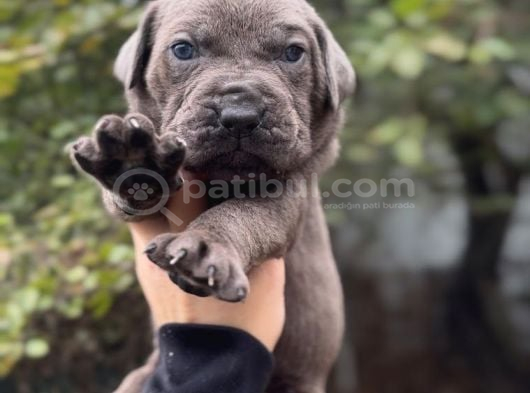 Dev Cane Corso Yavrular görsel