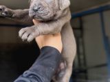 Dev Cane Corso Yavrular
