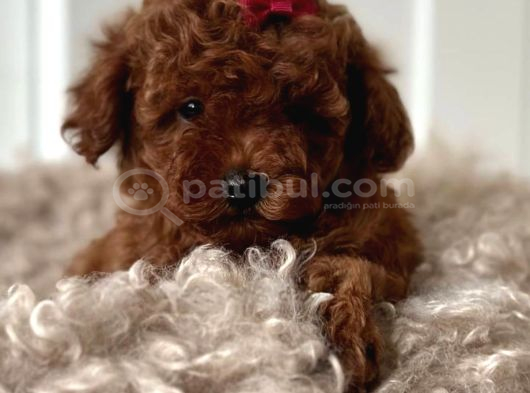 Irkinin En Güzeli̇ Toy Poodle görsel