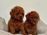 A Kali̇te Toy Poodle Yavrular