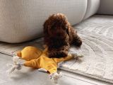 Mükemmel Güzelli̇k Toy Poodle