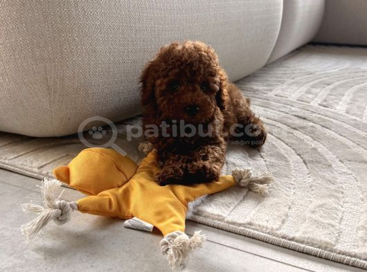 Mükemmel Güzelli̇k Toy Poodle