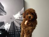 Erkek Kore Poodle Yavru