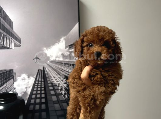Erkek Kore Poodle Yavru görsel